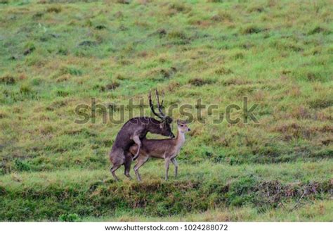 Deer Mating Season Stock Photo Edit Now 1024288072