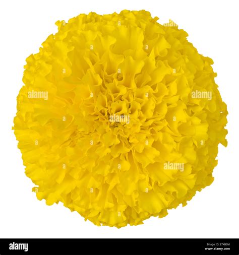 Close Up Large Yellow Marigold Flower On White Background Stock Photo