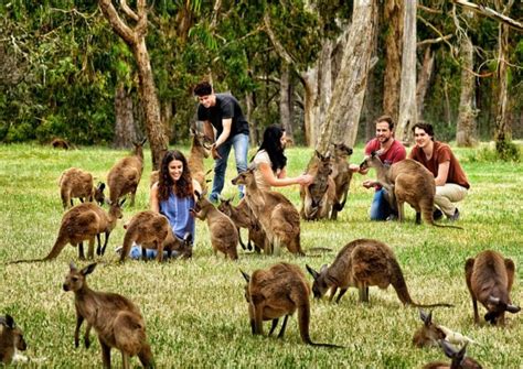 Kangaroo Island An Ultimate Island Escape In Australia
