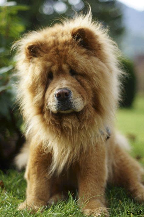 For The Love Of Chow Chow Dogs 10 Ideas On Pinterest Chow Chow