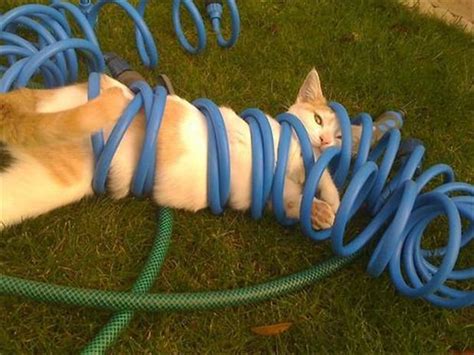 The Best Of Stuck Cats 24 Pics
