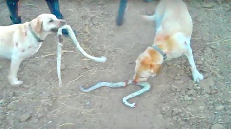 Rattlesnake Bites Dog Youtube