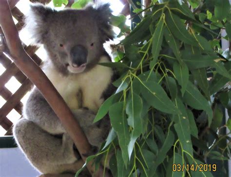 Koala Project Noah