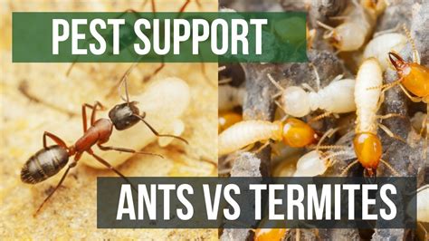 Whats The Difference Between Ants And Termites Pest Support Youtube