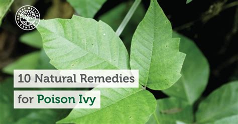 10 Natural Remedies For Poison Ivy