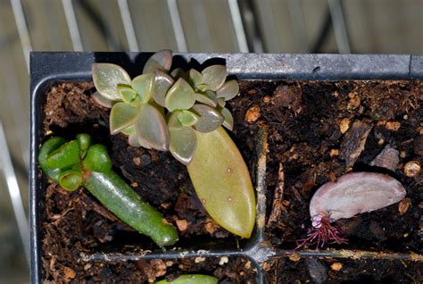 How To Grow Succulents From A Leaf
