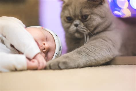 Heart Melting Photos Of Cats With Babies Womans World