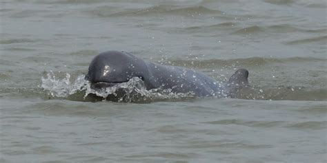 In Search Of The Irrawaddy Dolphin Saevus