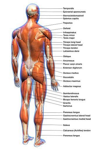 Posterior full body muscular system diagram. Labeled human anatomy diagram of man's full body muscular ...