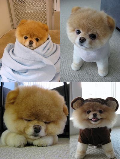 Süße hunde welpen tiere hund süße katzen labrador hund süße tiere bilder süße baby tiere niedliche tierbilder niedliche tierbabys lustige tiere. Mega süße Hunde ♥ - ♥ ** CiiNDERELLA´S BEAUTY CASE