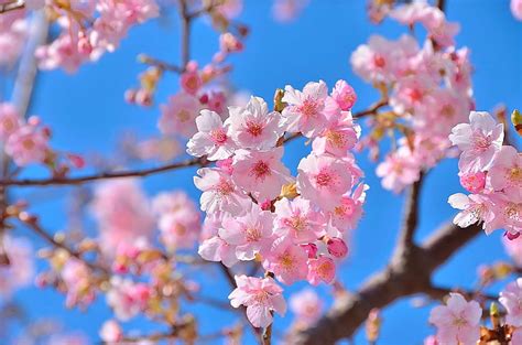 ピンクの桜の花、 花、 自然、 美しさ、 春、 桜、 Hdデスクトップの壁紙 Wallpaperbetter