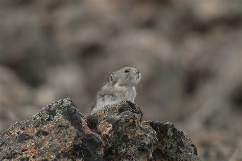 Collared Pika Facts Tiere Nordamerikas Worldatlas