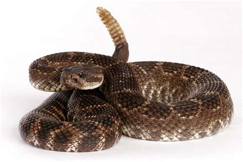 Rattlesnakes Robin Ellis