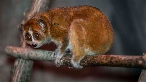 Milwaukee County Zoo Slow Lorises Educate Visitors About Exotic Pets