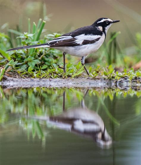African Pied Wagtail Bird Photography Ornithologist