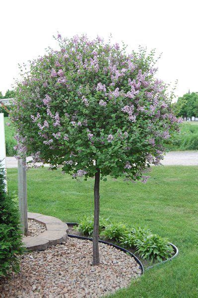74 Best Ornamental Trees For Zone 4 And 5 Images On Pinterest