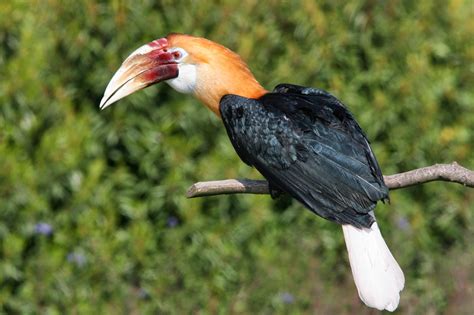 Animals World Latest Images Of Papuan Hornbill Bird Gallery