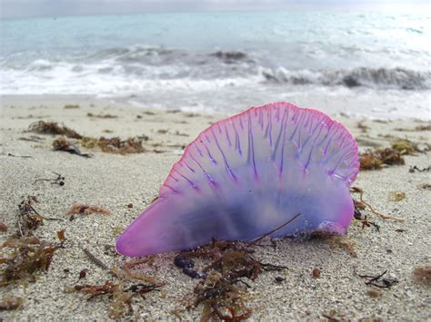 Portuguese man o war contrary to popular belief, the portuguese man o war is not a jellyfish but belongs to an order of creatures known as siphonophores. THE FUCKING OCEAN YOU GUYS — Portuguese Man O'War