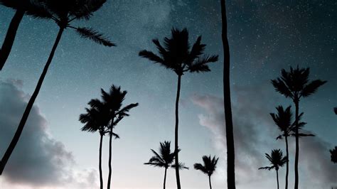 Download Wallpaper 1920x1080 Palm Trees Starry Sky Night Silhouettes