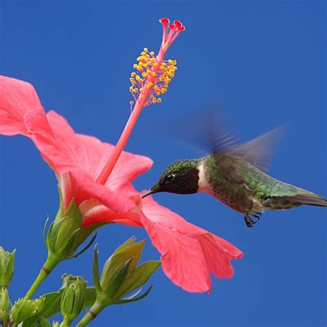 Not Only Are Hummingbirds Fun To Watch In Your Garden They Also Cross
