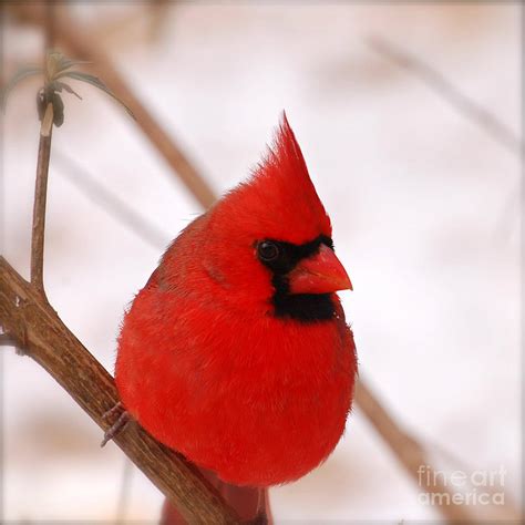 List 92 Pictures Cardinal Bird In Snow Wallpapers Updated