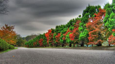 Road Between Green Red Trees Under Black Cloudy Sky Hd
