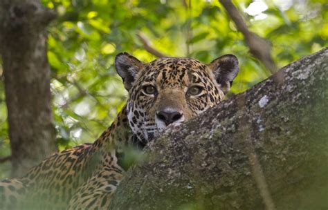 Wildlife Of Brazil Bespoke Luxury Holidays To Brazil
