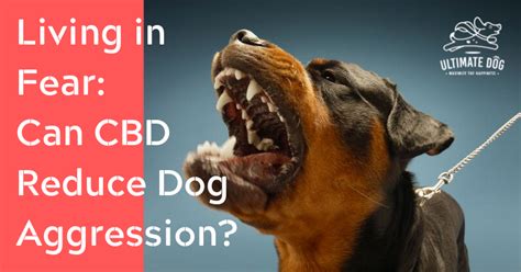 Cbd For Dogs With Aggression Why And How It Works Ultimate Dog