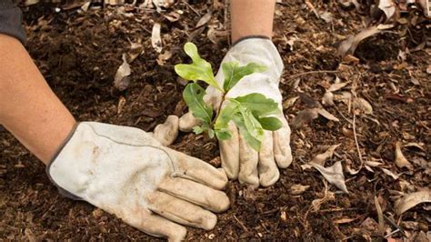 5 Tips To Engage Your Employees By Planting Trees