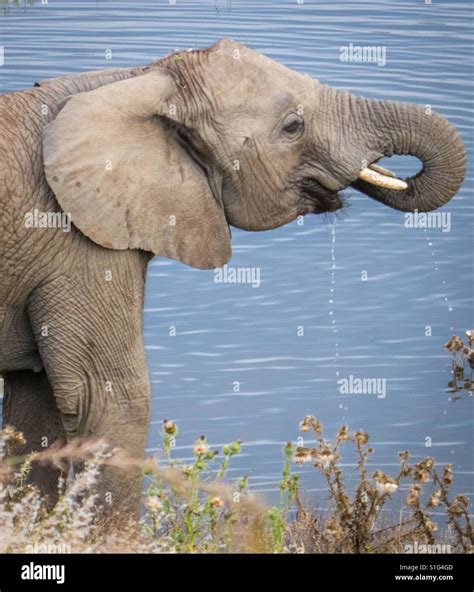 Elephant At A Watering Hole On A Safari In South Africa With Its Trunk