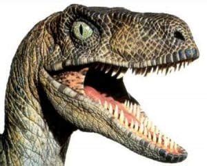 These are the sounds used from jurassic park, lost world, and jp3. Velociraptor (Vélociraptor) : article sur ce dinosaure