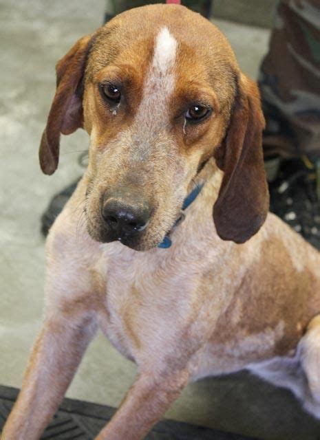 Adopt Carmel On Petfinder English Coonhound Coonhound Humane Society