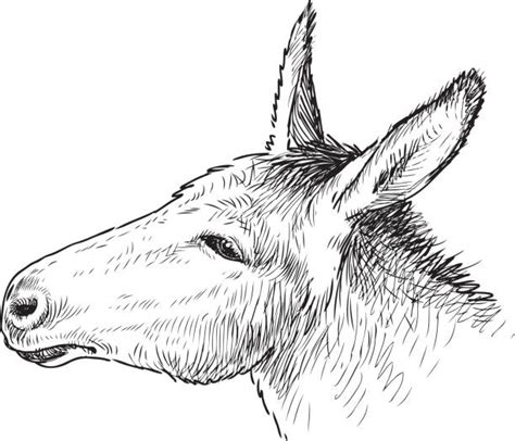 Donkey Head Drawing Illustrations Royalty Free Vector Graphics And Clip