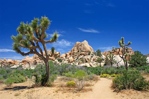 Desert Landscape Trees For Your Desert Garden 2020 Own