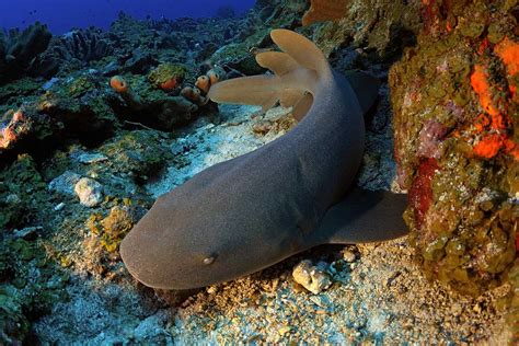 Nurse Shark Hans Leijnsenature Foundation St Maarten