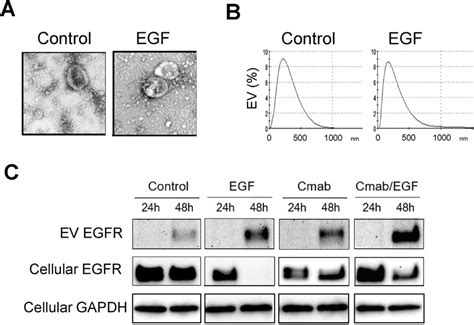 Cetuximab And Egf Promoted Secretion Of Egfr Evs By Oscc Cells A Tem