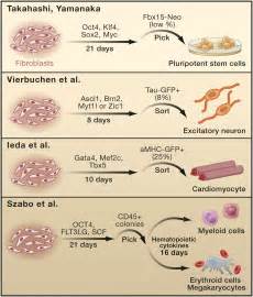 Cell Fate Plug And Play Direct Reprogramming And Induced Pluripotency