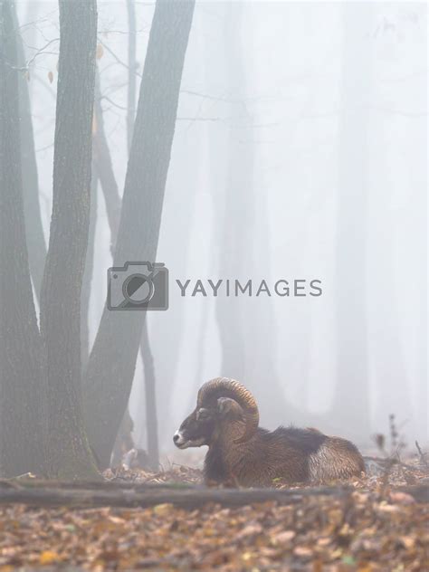 Male Of Mouflon Ovis Aries Musimon Ovis Orientalis Winter Scene