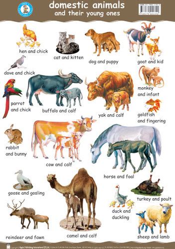 Forest Wild Animal Best Blog Wild Animals Names In Tamil
