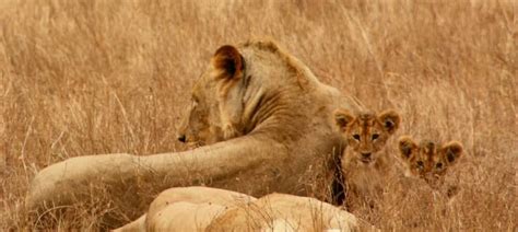 Lion Cubs The Ultimate Lion Cub Fact Guide