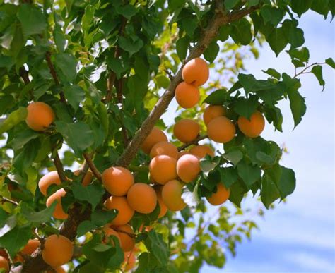 Apricots Organic Edible Garden