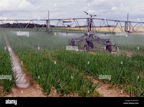 Briggs Irrigation System Watering A Crop Of Onions Butley Suffolk Uk