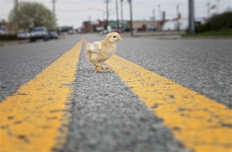 California Cops Help Stranded Chickens Cross The Road
