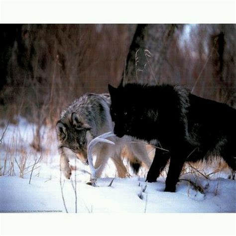 Spirit Wolf Black And Grey Wolf Posters Art Prints Animal Posters