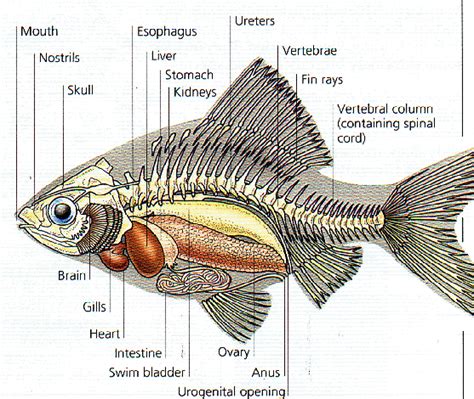 Morfologi Anatomi Dan Klasifikasi Ikan Mas Cyprinus Carpio Sikpas