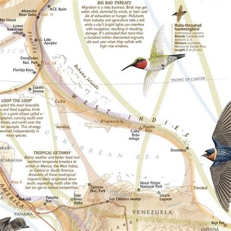 Bird Migration Map North America Western Hemisphere