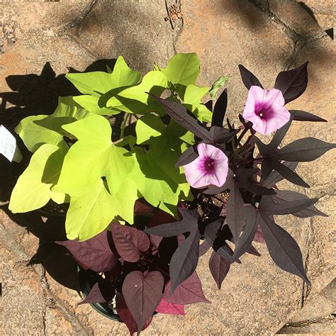 Sweet Potato Vine Ornamental