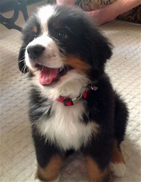 30 Cute Bernese Mountain Dog Puppies Puppys And Dogs