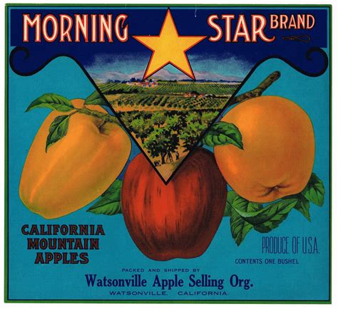 Original Vintage Apple Crate Label 1930s Morning Star Brand Etsy