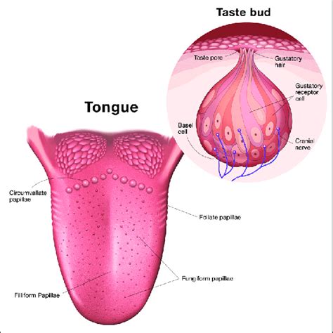 Human Tongue Anatomy Of Papillae And Taste Buds